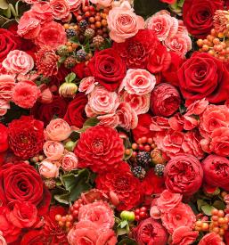 Ugodne rože za cvetličarne Ljubljana