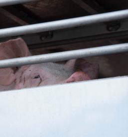 Ugoden prevoz živali Slovenija