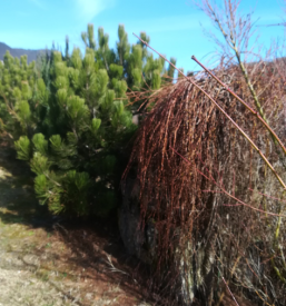 Ugodno urejanje zelenih površin v Ajdovščini