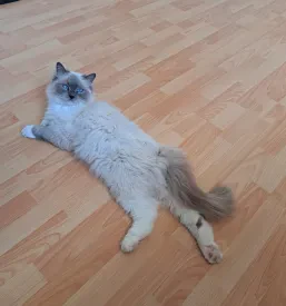 Varstvo mačk