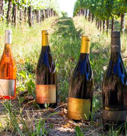 Degustacije vin in ogled vinske kleti v angleščini Goriška Brda