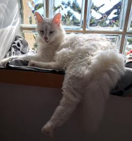 Najboljši hotel za mačke Štajerska