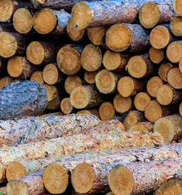 Prodaja žaganega in lepljenega lesa Maribor