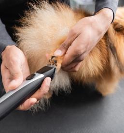 Salon za pse v Mariboru