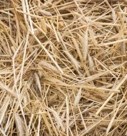 Hitro baliranje Ribnica, Kočevje