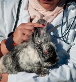 Ugodna diagnostika za male živali v Ljubljani