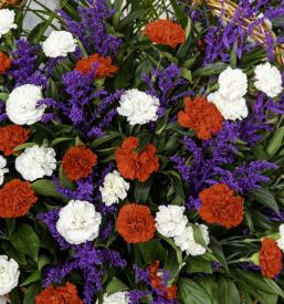 Dobra cvetličarna v Murski Soboti