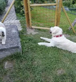 Dnevno varstvo psov Zagorje
