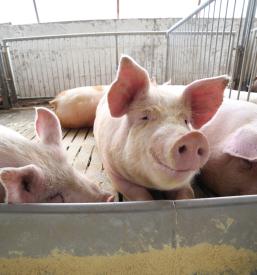 Mešanica krmila za živinorejo Podravska