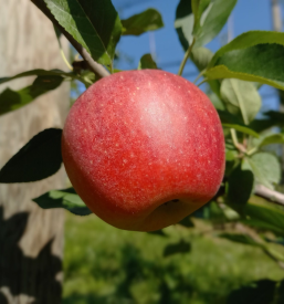 Jabolčni sok in bio jabolka Slovenija