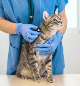 Veterinarska postaja Ljubljana delovni čas