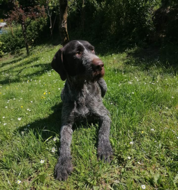 Varstvo z nočitvijo za pse Zagorje