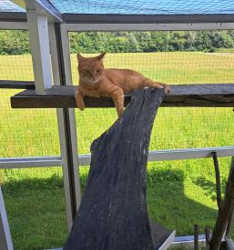 Hotel za mačke Simba