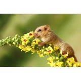 Društvo Druščina polharjev POLH na Dolenjskem