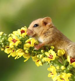 Polharska učna pot Dolenjska