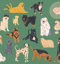 Šola za pse v Zagorju