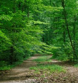 Poceni urejanje gozda Primorska
