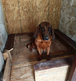 Maja pasja šola Zagorje