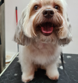 Veterinar za cepljenje malih živali Postojna