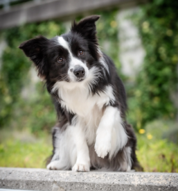 Nega psov Trbovlje, Zasavje