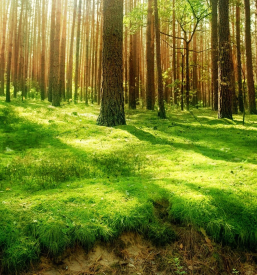 Kako potekata proizvodnja in distribucija toplotne energije v Sloveniji