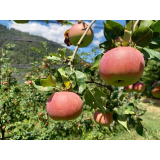 Ekološka kmetija Pšaker
