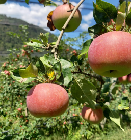 Ugodna prodaja bio jabolk Slovenija