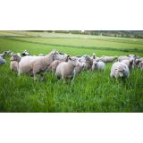 Društvo rejcev drobnice Ljubljana - Sostro