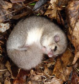 Zgodovina polharstvo Dolenjska