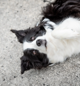 Nega psov Trbovlje, Zasavje