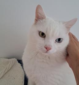 Varstvo mačk v hotelu