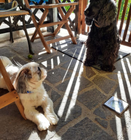 Občasno varstvo psov Zagorje