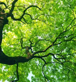 Ugodno urejanje gozdnih poti Primorska