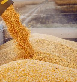 Krmila za molznice Podravska, Slovenija