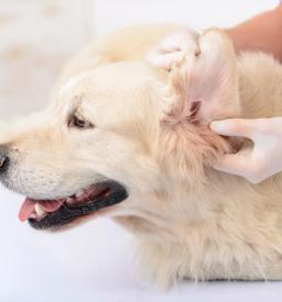 Veterinarska postaja Ljubljana cenik