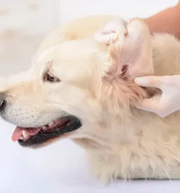 Veterinarska postaja Ljubljana cenik