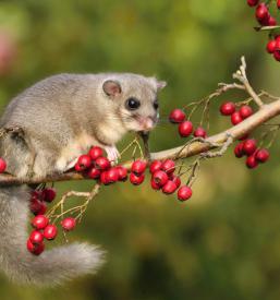 Zgodovina polhov v Sloveniji