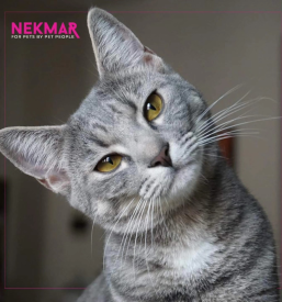 Dostava pasje hrane na dom Slovenija