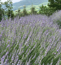 Sivkino eterično olje Goriška Brda