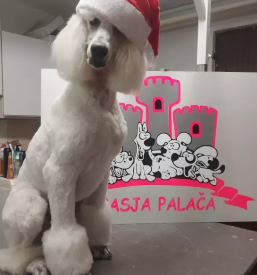 Salon za kosmatince Trbovlje