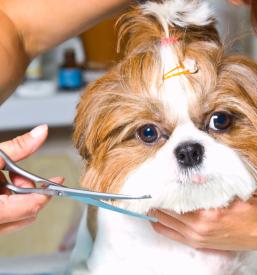 Striženje hišnih ljubljenčkov v Velenju