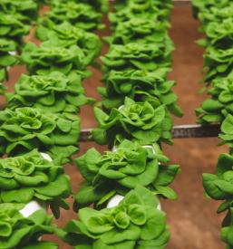 Greda za balkon Slovenija