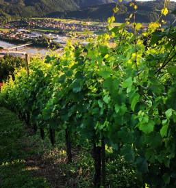 Top Slovenian wines from Posavje cellars