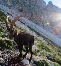 Nočitev z zajtrkom Vipavska dolina