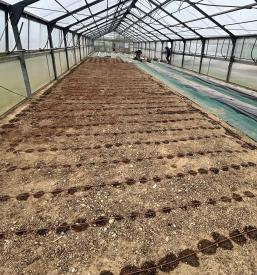 Urejanje okolice in vrtov Destrnik, Slovenske gorice