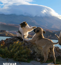 Dostava mačje hrane na dom Slovenija