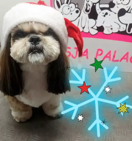 Pasji salon v Trbovljah