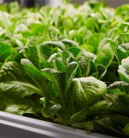 Biološke čistilne naprave za živinorejo Slovenija