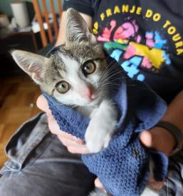 Veterinarska ambulanta za male živali Osrednja Slovenija