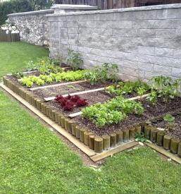 Zasaditev drevja na Bledu